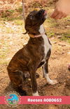 adoptable Dog in  named REESES