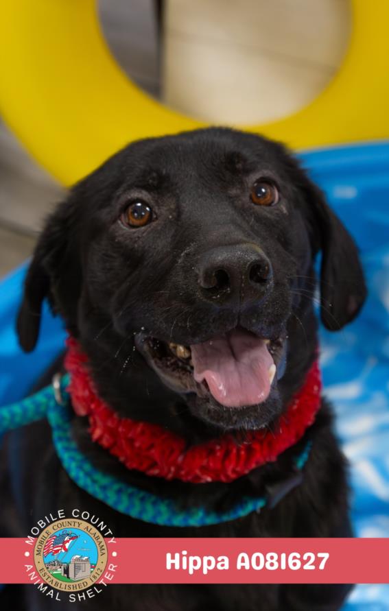 adoptable Dog in Mobile, AL named HIPPA