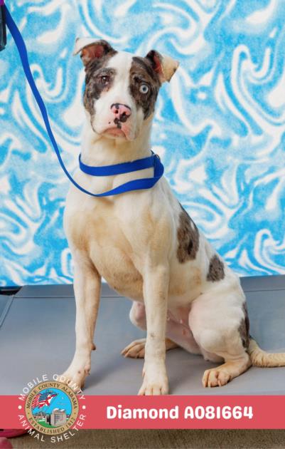adoptable Dog in Mobile, AL named DIAMOND