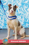 adoptable Dog in  named DIAMOND
