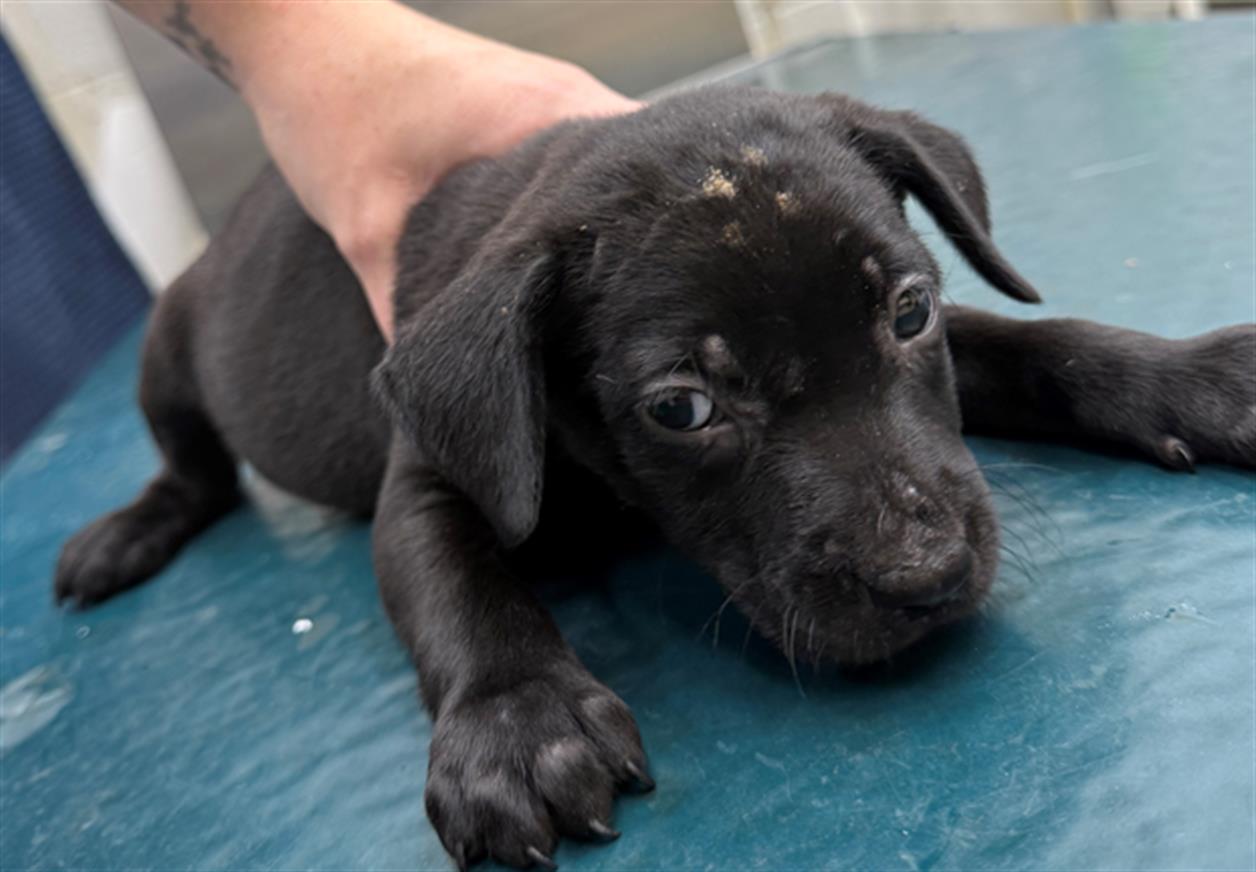adoptable Dog in Mobile, AL named MARTIN
