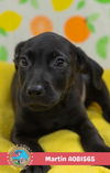adoptable Dog in  named MARTIN
