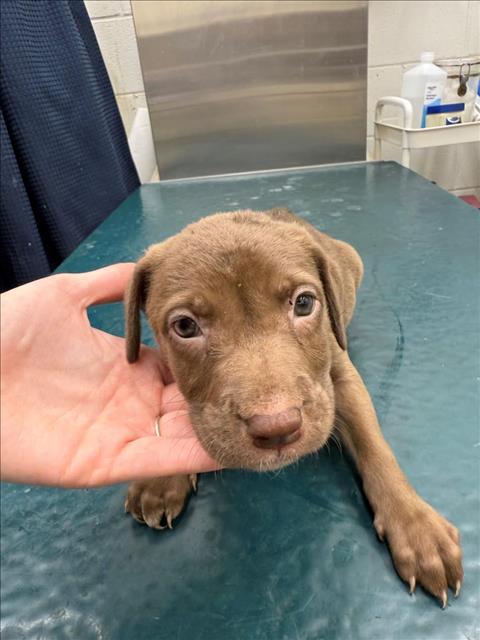 adoptable Dog in Mobile, AL named MAE