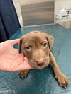 adoptable Dog in  named MAE