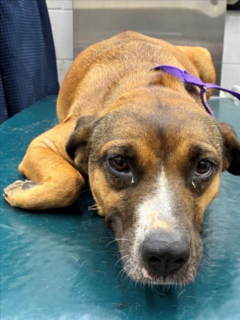 adoptable Dog in Mobile, AL named TAFFY