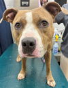 adoptable Dog in  named LORIE