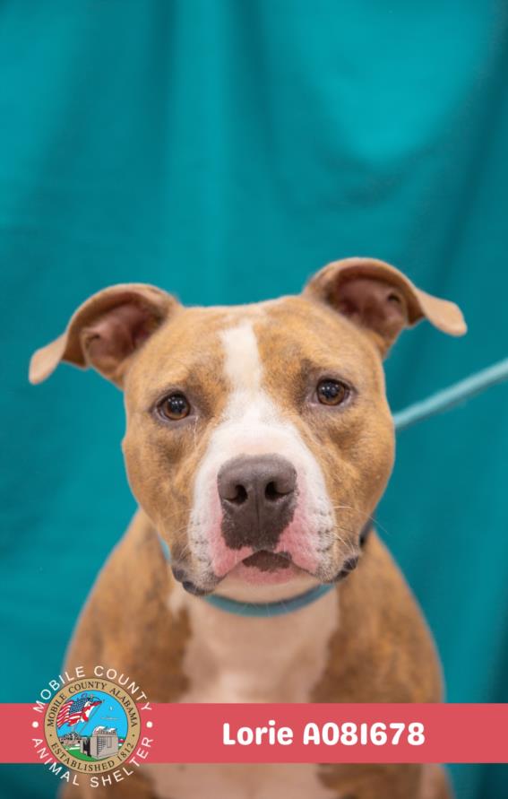 adoptable Dog in Mobile, AL named LORIE