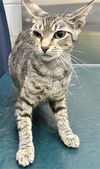adoptable Cat in Mobile, AL named QUEEN