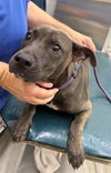 adoptable Dog in  named PARKER