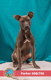 adoptable Dog in Mobile, AL named PARKER