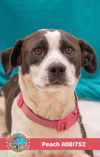 adoptable Dog in  named PEACH