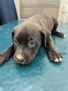adoptable Dog in  named BEE