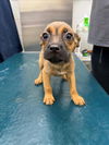 adoptable Dog in  named SUGAR