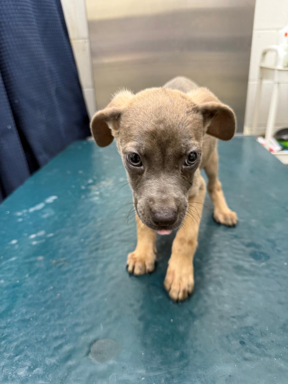adoptable Dog in Mobile, AL named SASS