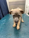 adoptable Dog in  named SASS