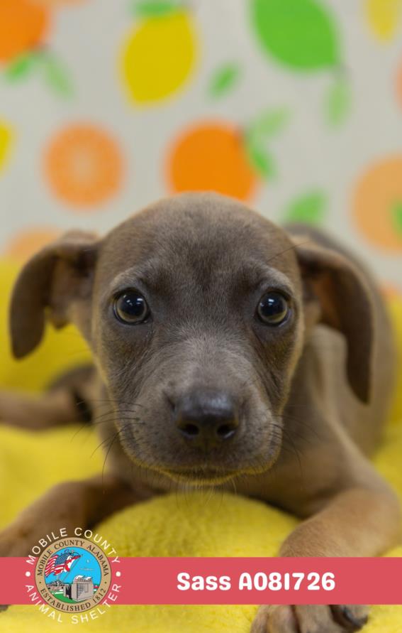 adoptable Dog in Mobile, AL named SASS