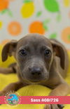 adoptable Dog in , AL named SASS