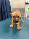 adoptable Dog in  named SILA