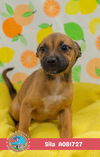 adoptable Dog in , AL named SILA