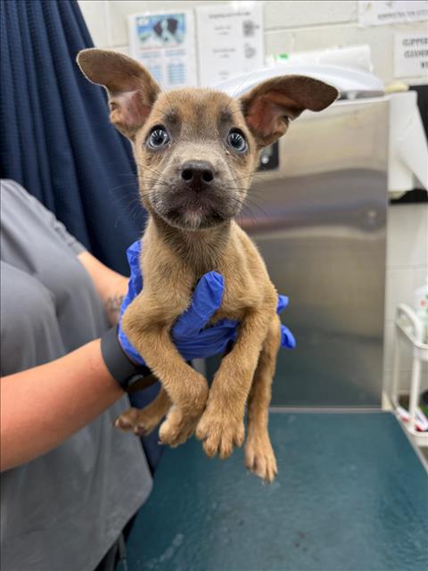 adoptable Dog in Mobile, AL named SAUL