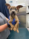 adoptable Dog in  named SAUL