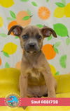 adoptable Dog in , AL named SAUL