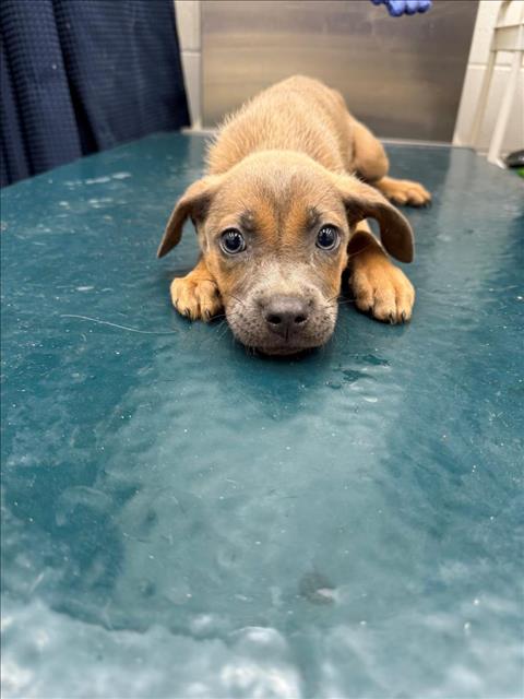adoptable Dog in Mobile, AL named SIRUS