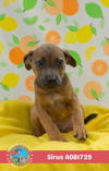adoptable Dog in , AL named SIRUS