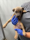 adoptable Dog in  named SETH