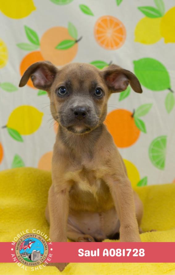adoptable Dog in Mobile, AL named SETH