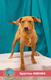 adoptable Dog in  named SPARROW