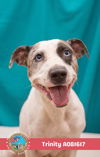 adoptable Dog in  named TRINITY