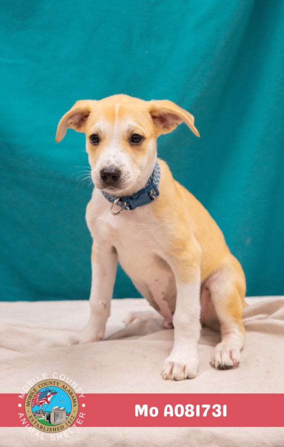 adoptable Dog in Mobile, AL named MO