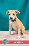 adoptable Dog in  named MO