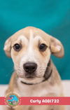adoptable Dog in  named CURLY