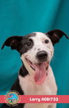 adoptable Dog in  named LARRY