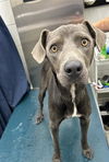 adoptable Dog in  named GOOBER
