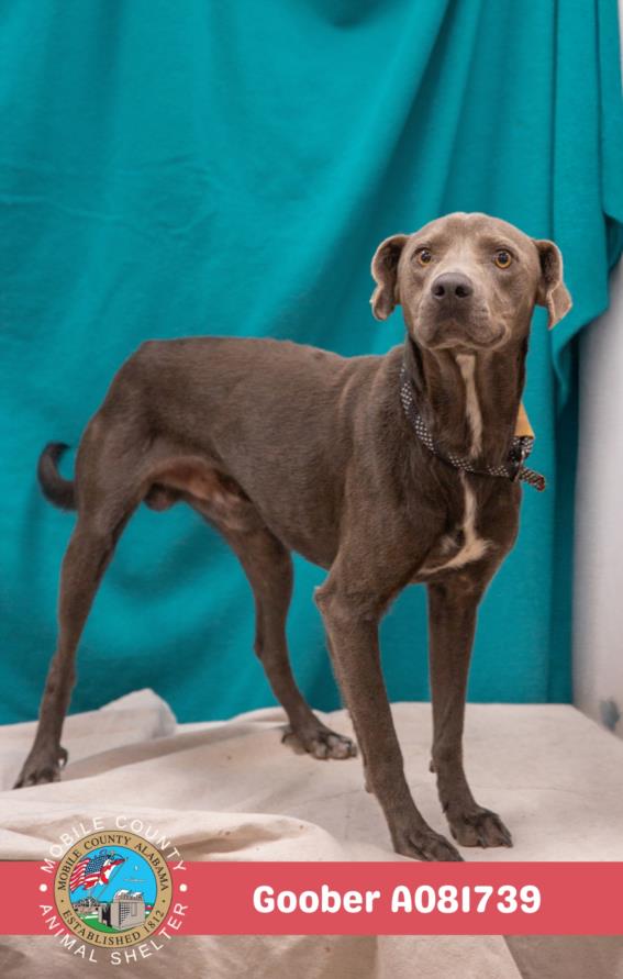adoptable Dog in Mobile, AL named GOOBER