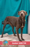 adoptable Dog in  named GOOBER