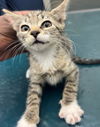 adoptable Cat in  named LOLA