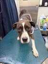 adoptable Dog in mobile, AL named TRICKY