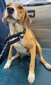 adoptable Dog in  named MAGENTA