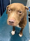 adoptable Dog in mobile, AL named REGGIE