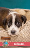adoptable Dog in mobile, AL named DILL