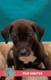 adoptable Dog in mobile, AL named PHILL