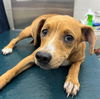 adoptable Dog in  named LUCY