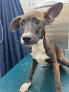 adoptable Dog in  named ELLIE