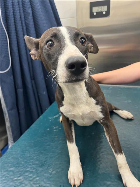 adoptable Dog in Mobile, AL named RUBY