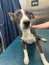adoptable Dog in  named RUBY