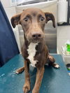 adoptable Dog in  named HERSHEY